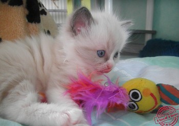 chaton mâle ragdoll  - 4 semaines - Chatterie Ragdolls du Val de Beauvoir